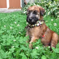 WheatnRidge Wheaten 2