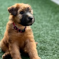 WheatnRidge Wheaten 4