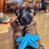 WheatnRidge Wheaten 5
