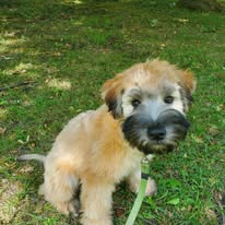 WheatnRidge Wheaten 7