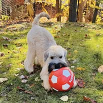 WheatnRidge Wheaten 11