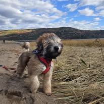 WheatnRidge Wheaten 12