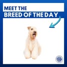 Soft Coated Wheaten Terrier breed of the day