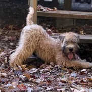 WheatnRidge Wheaten 3