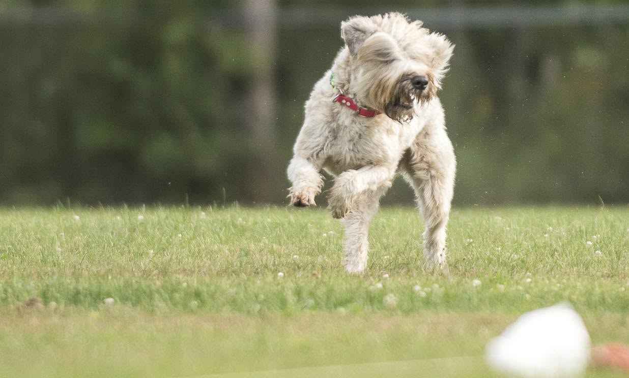 holly_happy_jump_1.jpg
